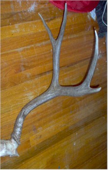 Jrightsidew.jpg (24590 bytes)