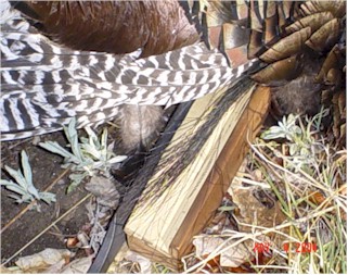 SambeardWeb.jpg (43290 bytes)