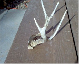 edhorns04sw.jpg (22067 bytes)