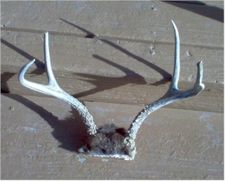 edhorns04w.jpg (25388 bytes)