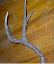 jleftsidew.jpg (17422 bytes)